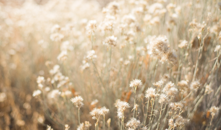 Why Nakin Never Use Parabens