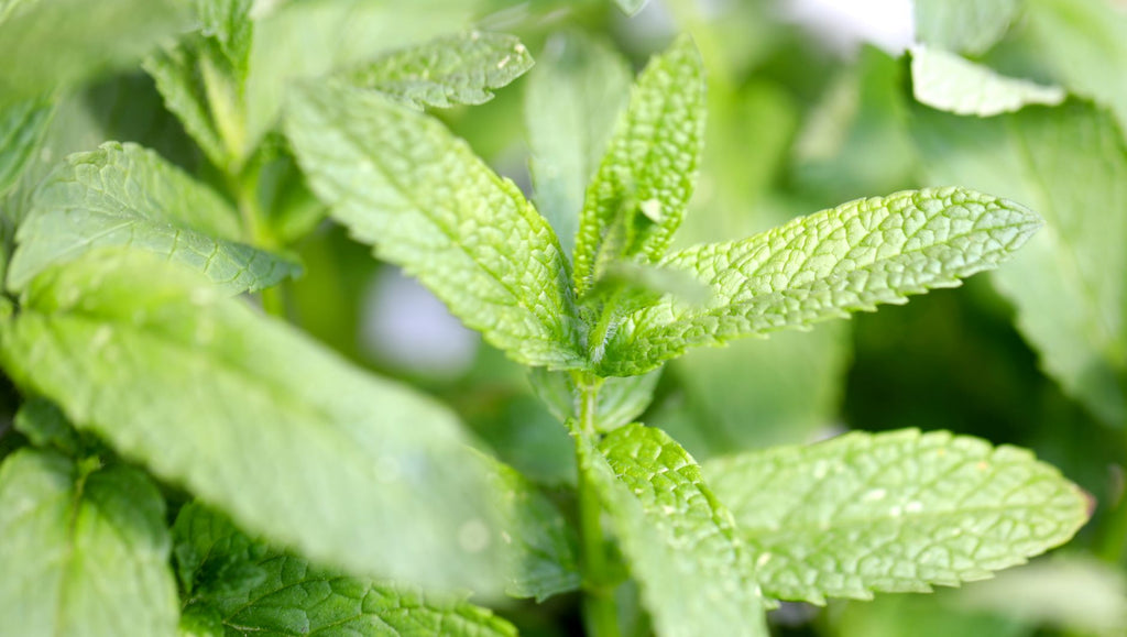 The Beauty Benefits of Mint Oil