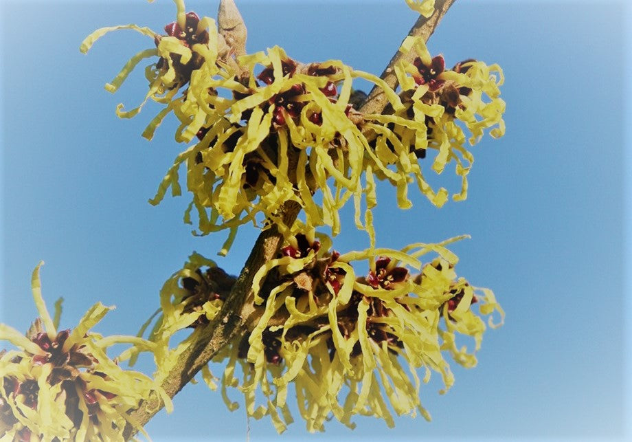 10 Ways Witch Hazel Is Good for Skin