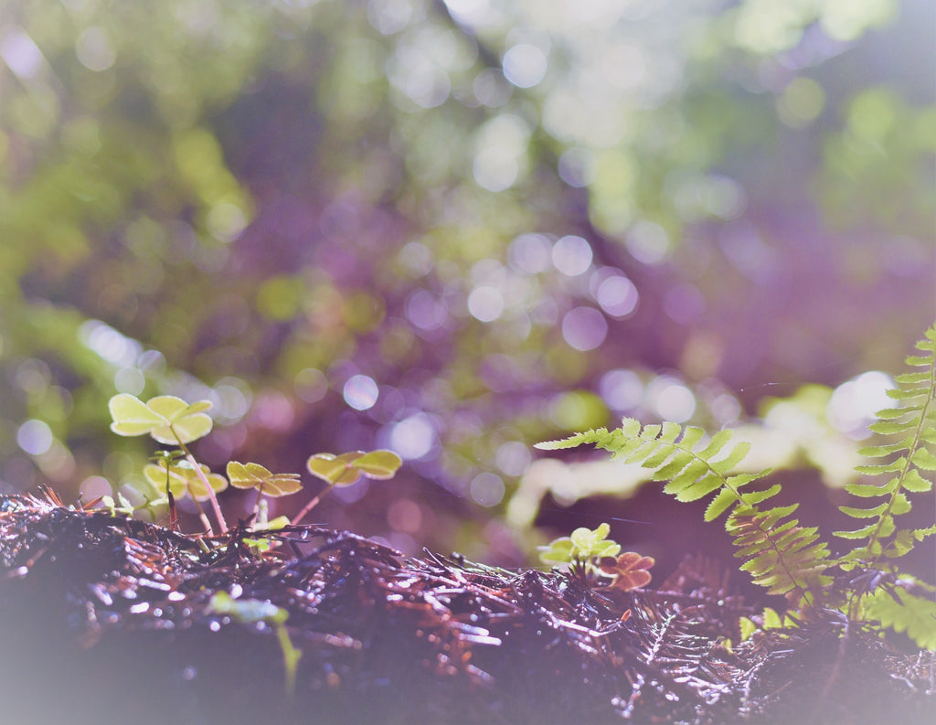 Why Natural Beauty Products Are Best