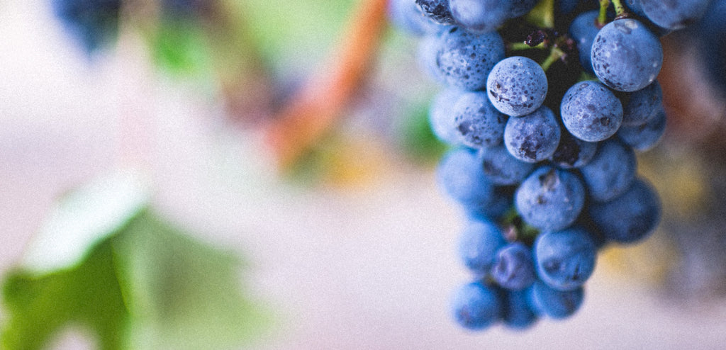 The Benefits of Grape Seed Oil for Skin